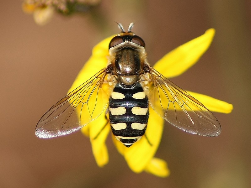 Serie di Syrphidae del Parco del Ticino